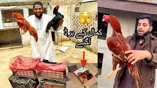 Aj Aseel Farm Men VIP Aseel Agye 🫣