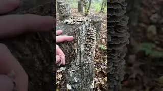 Turkey Tail Foraging and Identification 
