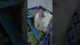 gunakan sonyd ini