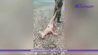 В горах Тонского района отстрелили волчицу