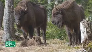 Zimbrii din Arges, spaima trăitorilor din rural 05 02 2026