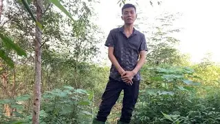 Trám đen,cây chậm lớn nguyên nhân và cách khắc phục