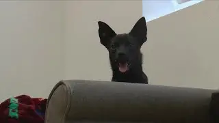 Clear the Shelters: Gracie&rsquo;s Project