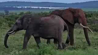 Elephants up close near Crocodile River at dusk. #elephant #nature #animals #live #like #animal #big