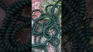 Snake-like expanding hose