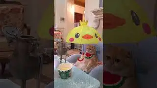 #exlittlebeans cooks noodles with Chinese kung fu! #funnycats #funnyvideo