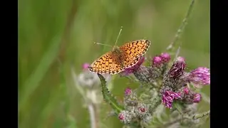 Habitat management for Small Pearl Bordered Fritillary butterflies