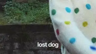 Lost Dog (Official Audio)