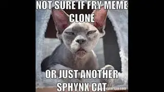 Daily meow memes#1   -   Feb 16