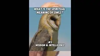 Owl Spirit Animal - What They Can Mean #spiritanimal #owlmedicine #owl #shorts #spiritualmeaning