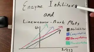 Enzyme Inhibitors and Lineweaver-Burk Plots