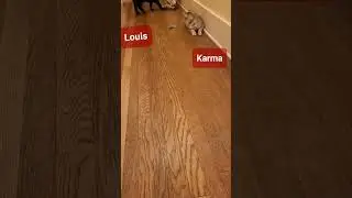 Karma & Louis Playing With A Mouse 🐱😸 Gone Gone Gone #shorts