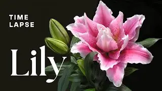 Timelapse: Lily Flowers Blooming