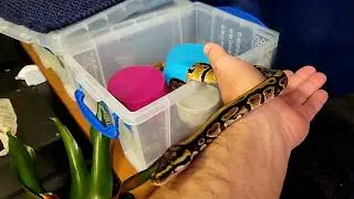How to train a snake to look for your hand