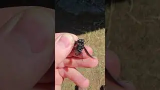 2nd HUGE Horsefly I Caught on Clancy Today #asmr