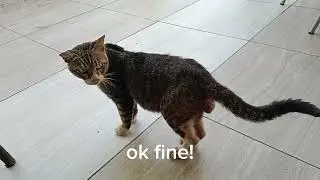 Hi Catie, want to eat roticanai?#animal #straycat #straycat #catlovers #catvideos #catshorts #cats 