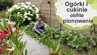 Jak dbać o ogórki i cukinie, żeby obficie i długo plonowały?