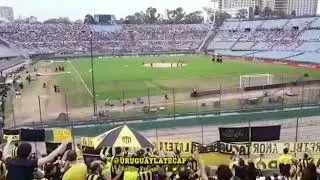 Volzo gallina sin gente 🐔