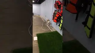 Mocha At an Indoor Dog Swimming Pool