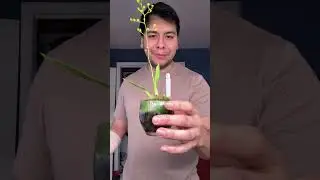 Orchid Update Jan 5, 2026