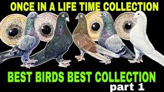 ONCE IN A LIFETIME COLLECTION TOP LINE PIGEONS PART 01
