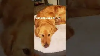 On the road- dancing eyes💃 #shorts #pets #foods #films #arts #weather #landscape #like &sub&share#