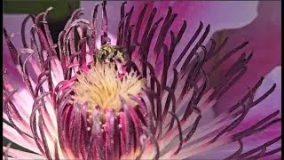 Pacific Northwest Springtime - Flowers, Bees & Birds
