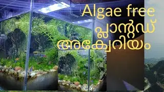 how remove algae growth in planted aquarium Malayalam,