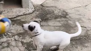 Arabacı Palisi K&ouml;peğim Maylo 27-09-2025 (3 aylık)