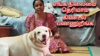 🔥எப்படி இருந்த gakahar இப்ப இப்படி ஆகிட்டான்💥 #funnydog #vlog #dog #comedy #funnyvideo #pets #funny 