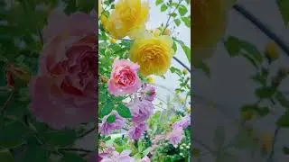 Amazing colourful rose and romantic music #trending #newshorts #shorts #softpeace