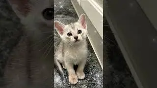 Hey it&rsquo;s me 😻Silver Abyssinian kitten #cat #abyssinian #kitten #catlover #cutekitty