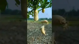 Кинематографическое видео с редисом 🤣🤣 #креатив #тренды #смешно #вирусное #редис