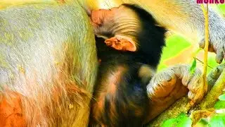 Weakness baby deeply exhausted struggle to keep mom milk,Much pitiful sadness baby monkey very tired
