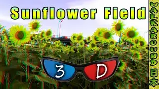 Sunflower Field in Zama-city Japan 3D Anaglyph - Red and Blue(Cyan) glasses needed