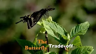 The Butterfly Trade-off