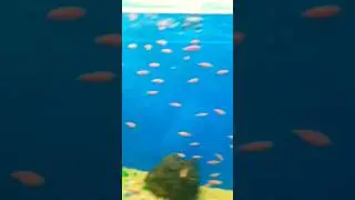 #24 Binny Mill Underwater Fish Aqua Tunnel Exhibition 2023 🐟🐠 | National Consumer Fair Bangalore