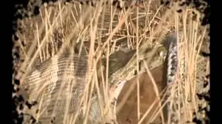 The Amazing Outdoors with Bushlan Camo
