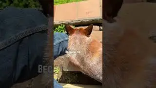 ONLY WATCH IF YOU HAVE A VELCRO DOG #velcrodog #australiancattledog