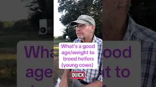What&rsquo;s a good age/weight to breed heifers (young cow) #farmer #cow #cattle #farm