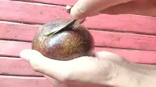 split organic thick fleshed avocado butter without chemical fertilizers