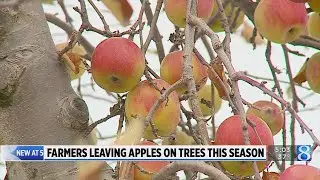 Here&rsquo;s why MI orchards are leaving apples on trees