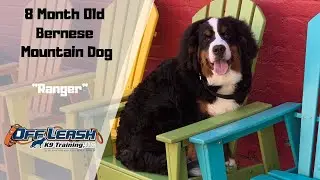 BERNESE MOUNTAIN DOG/DOG TRAINING