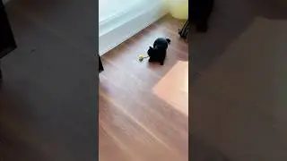 360&deg; Rolling Cat Toy with String Attachment &ndash; Your Cat Will Have a Blast Playing with It! #cats