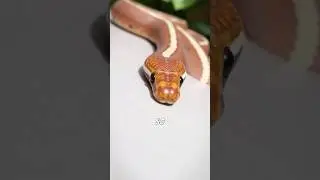 The Rubber Boa&rsquo;s Tail Trick Will Blow Your Mind! 🎭🐍 #rubberboa #snakefacts