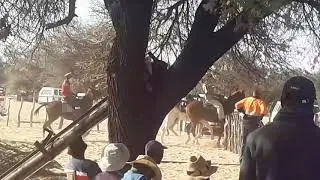 Ovaherero horses trebled