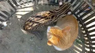 KUCING HUTAN:JINAK TAPI BERBAHAYA#kucing #kucinghutan #kucingkampung #kucinglucu #kucingblacan