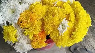 6 January 2026 রাধে গৌরাঙ্গ চ্যানেল হরে কৃষ্ণ জে পি এস