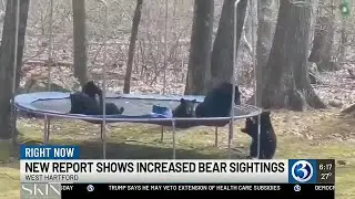 VIDEO: Bear sightings continue to rise