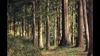 Chapter 11, Trees aging gracefully, from The Hidden Life of Trees by Peter Wohlleben